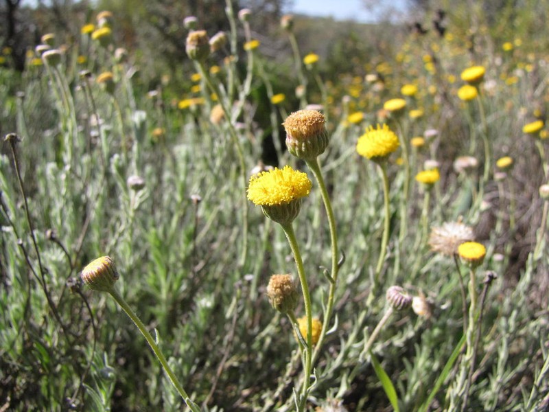 Chrysocoma tomentosa