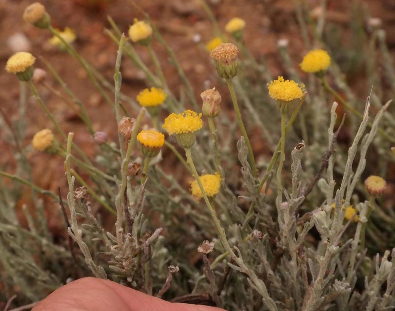 Chrysocoma tomentosa photo 2