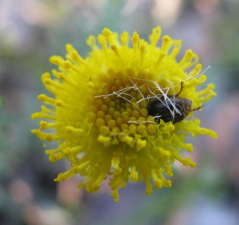 Chrysocoma tridentata photo 2