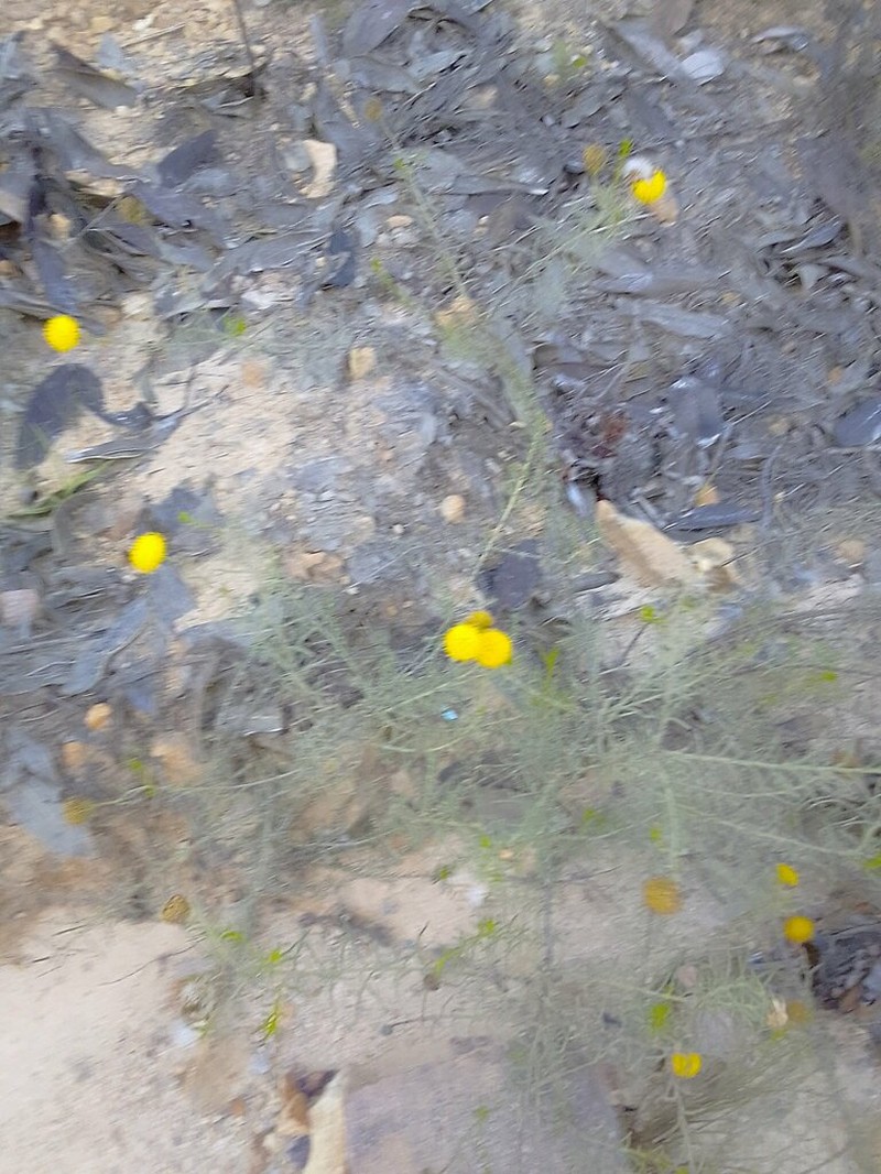Chrysocoma tridentata photo 3