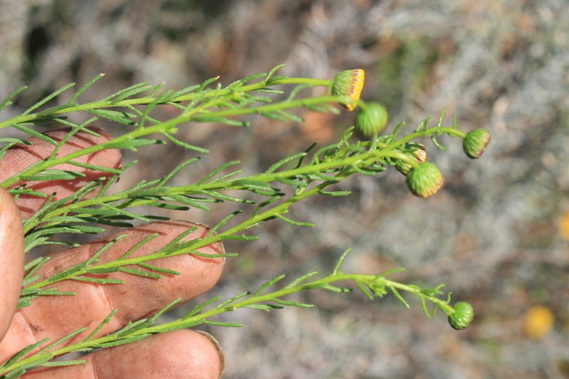 Chrysocoma tridentata photo 4