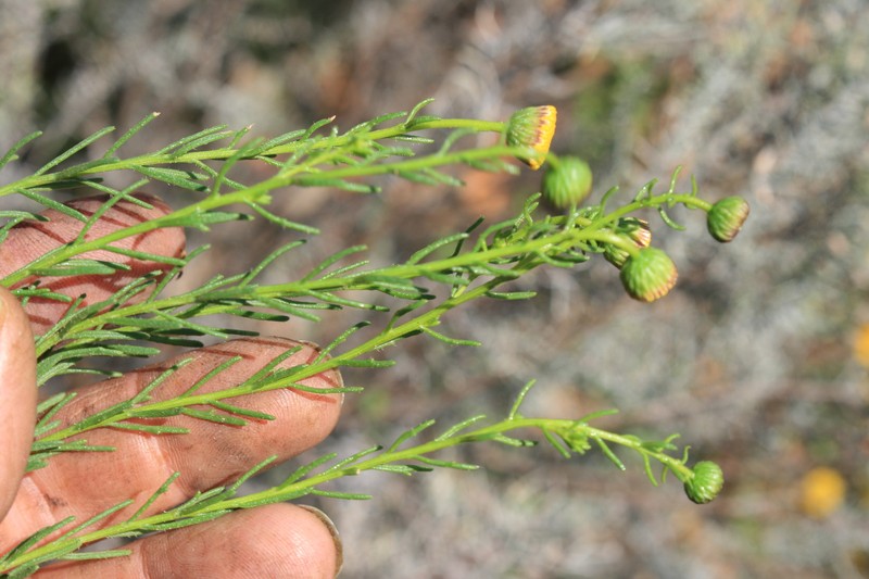 Chrysocoma tridentata photo 5