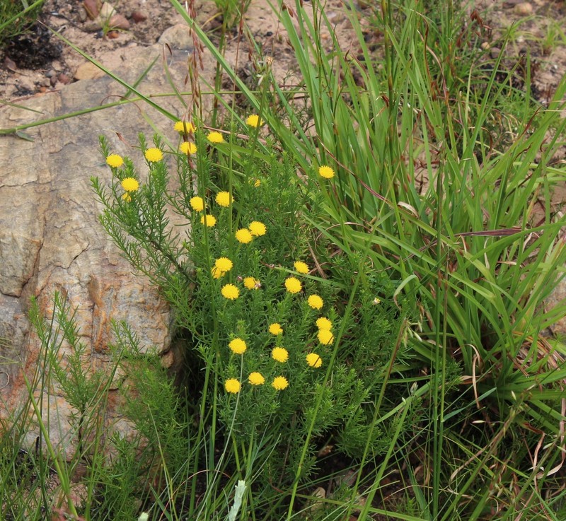 Chrysocoma tridentata photo 7