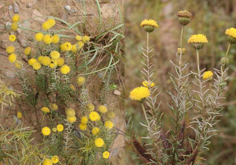 Chrysocoma valida