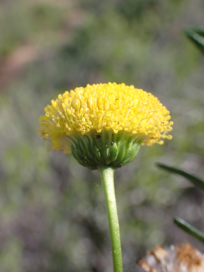 Chrysocoma valida photo 2