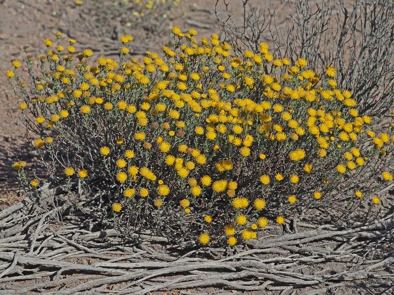Chrysocoma valida photo 5