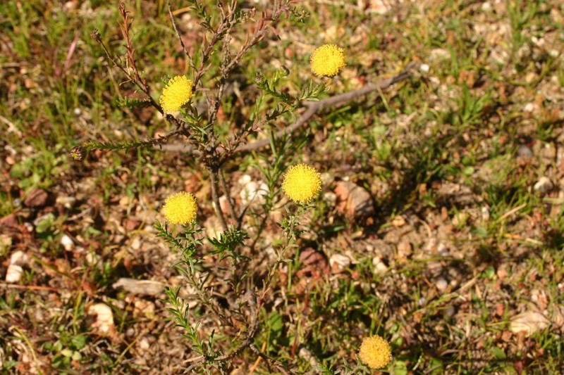 Chrysocoma valida photo 7