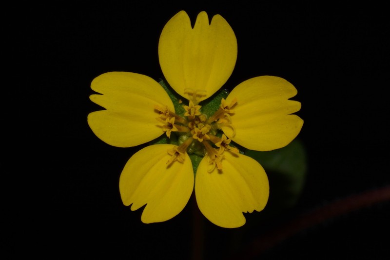 Chrysogonum australe