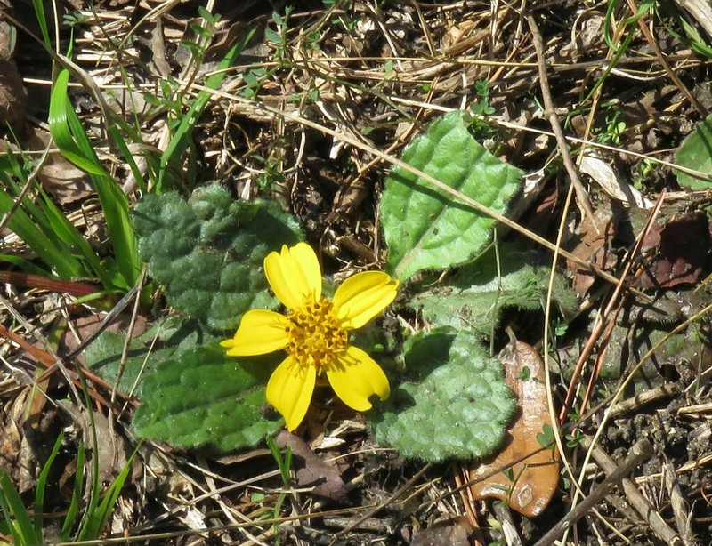 Chrysogonum australe photo 2