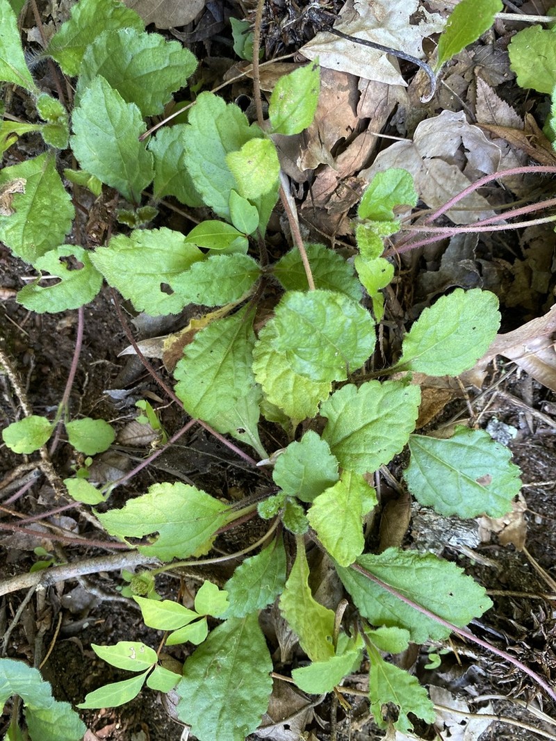 Chrysogonum australe photo 3