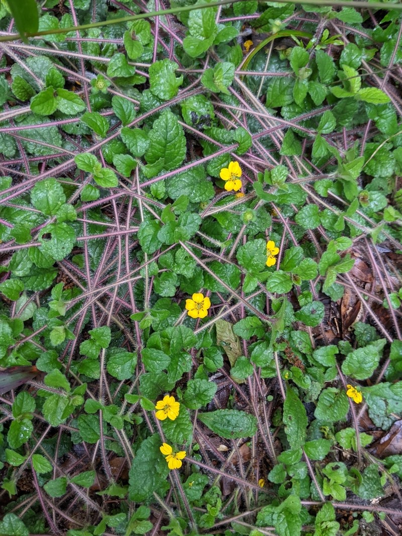 Chrysogonum australe photo 4