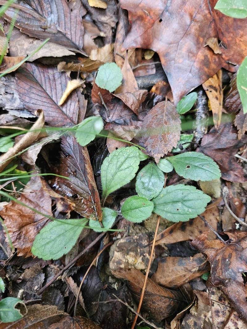 Chrysogonum australe photo 5