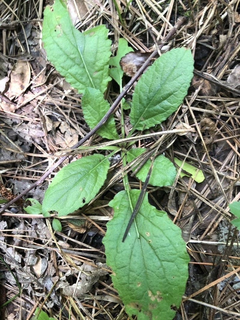 Chrysogonum australe photo 6