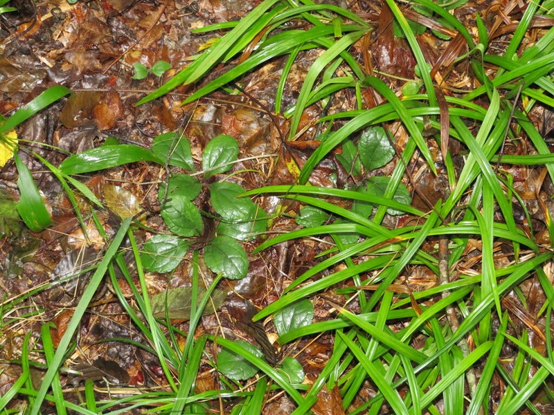 Chrysogonum australe photo 7