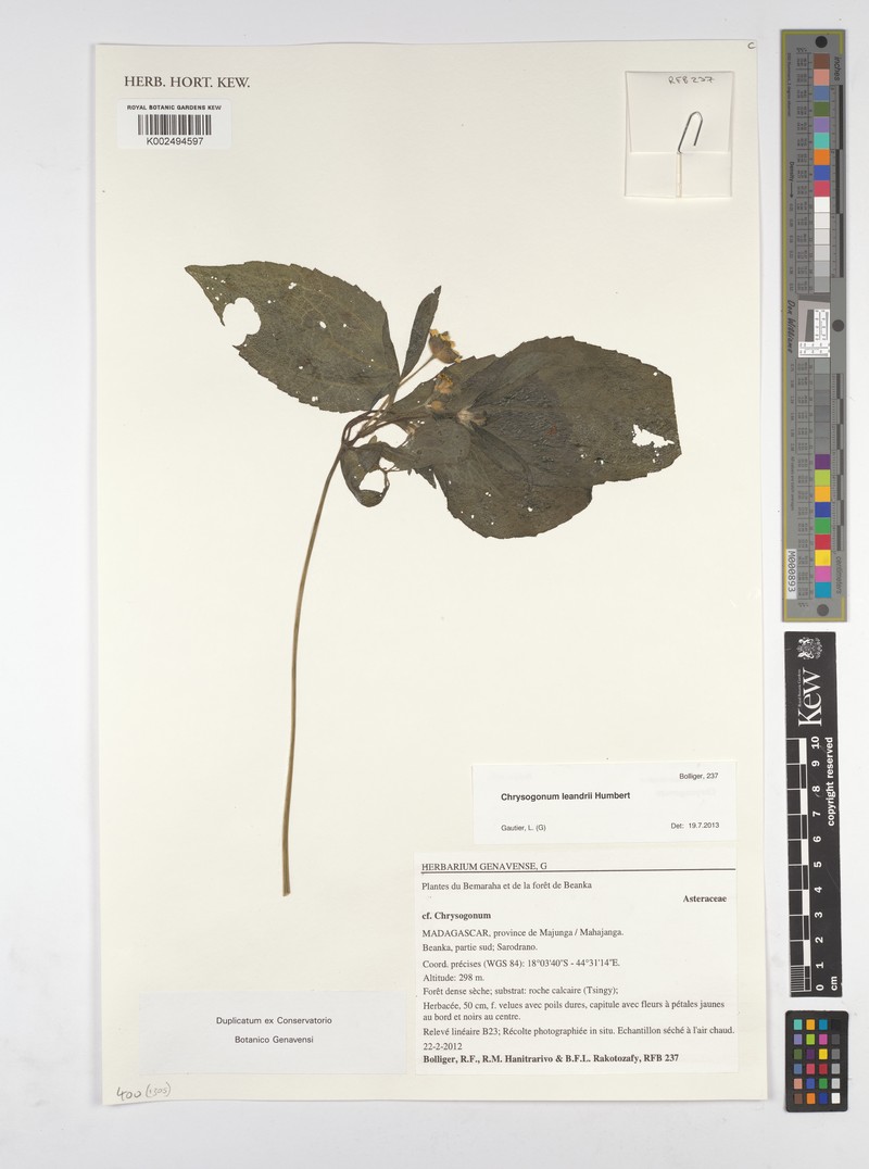 Chrysogonum leandrii