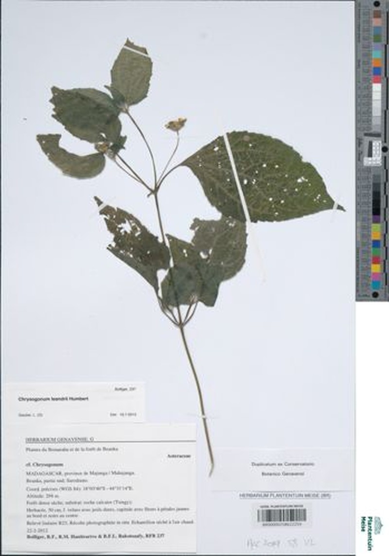 Chrysogonum leandrii photo 2