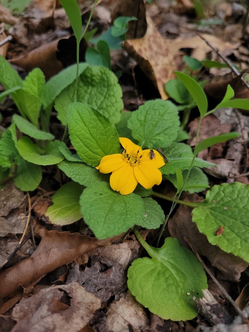 Chrysogonum repens