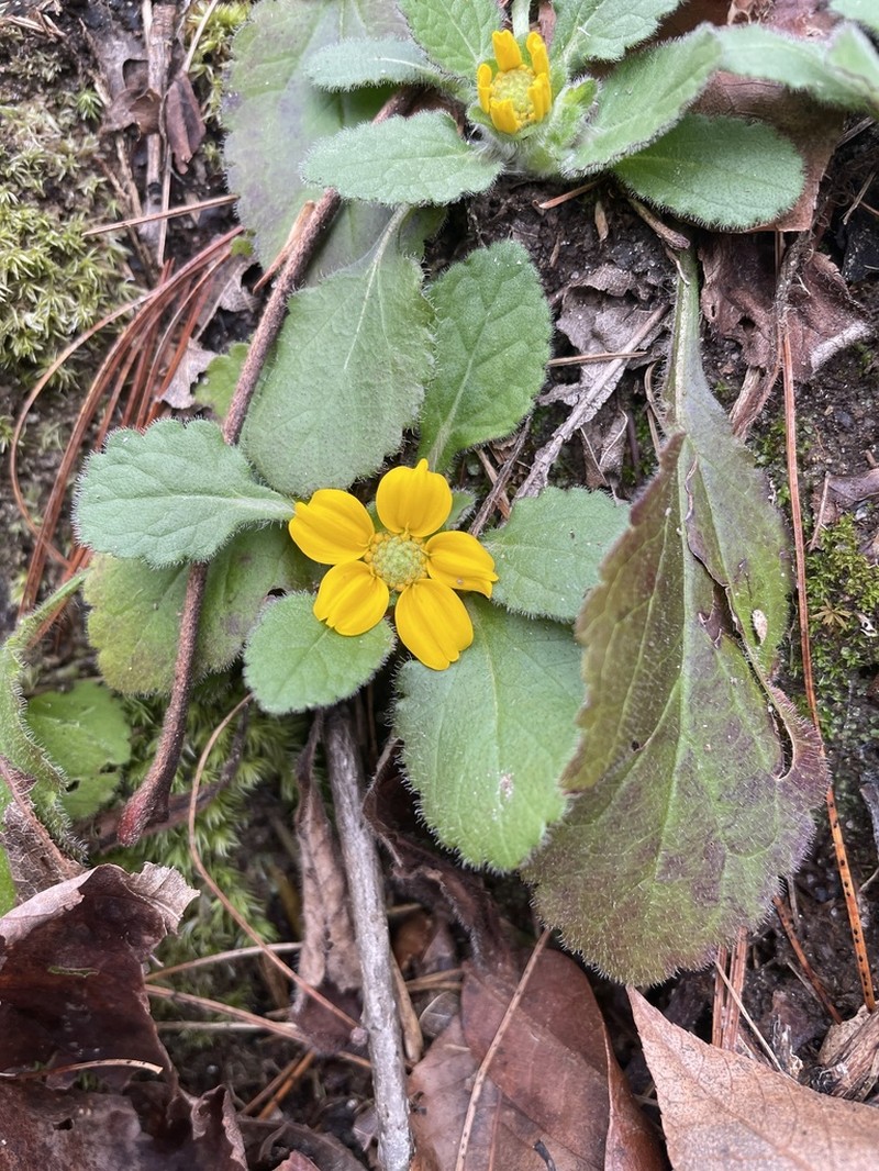 Chrysogonum repens photo 2