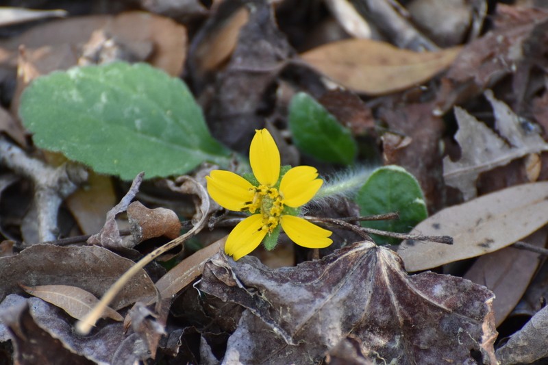 Chrysogonum repens photo 3