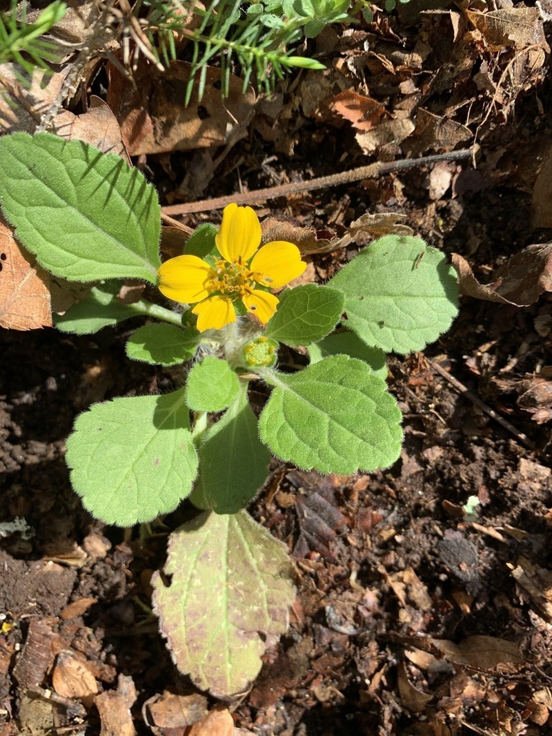 Chrysogonum repens photo 4