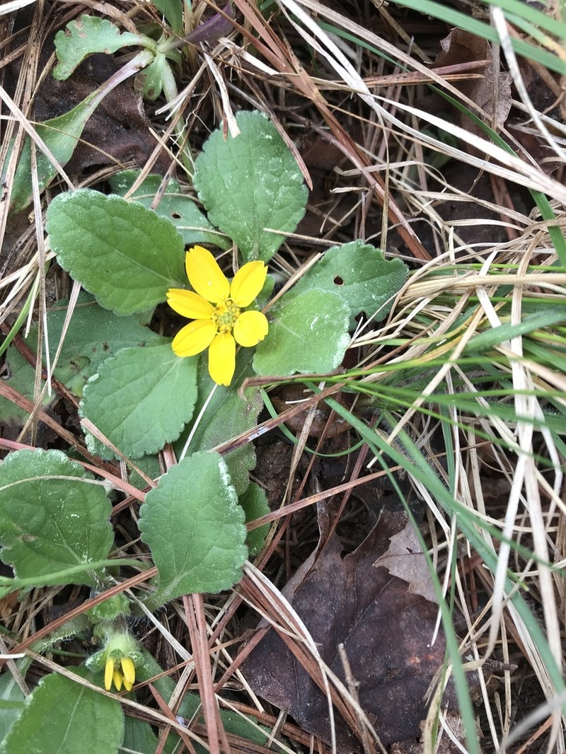 Chrysogonum repens photo 5