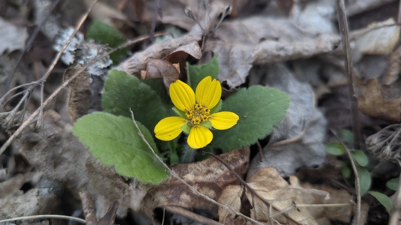 Chrysogonum repens photo 6