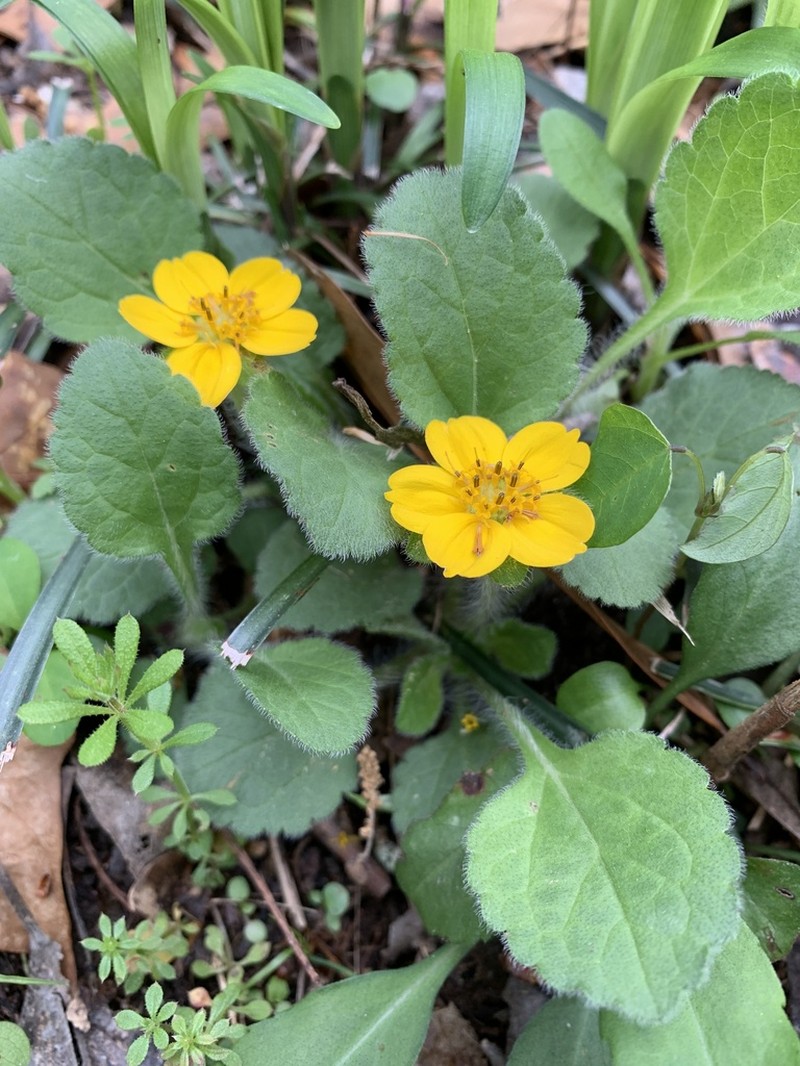 Chrysogonum repens photo 7