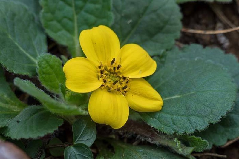 Chrysogonum repens photo 8
