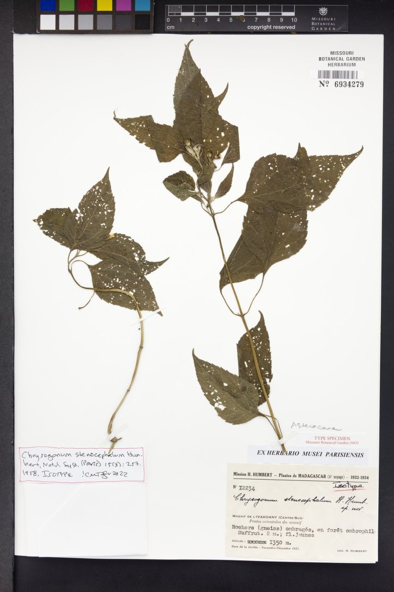Chrysogonum stenocephalum
