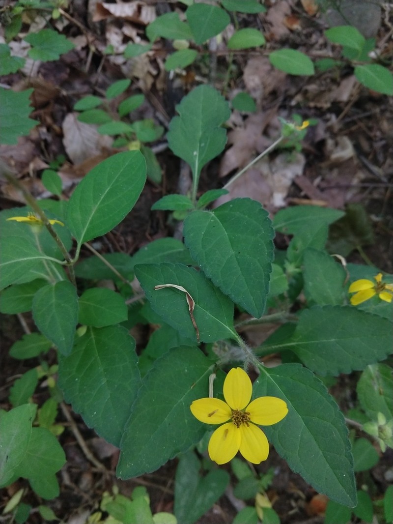 Green And Gold photo 2
