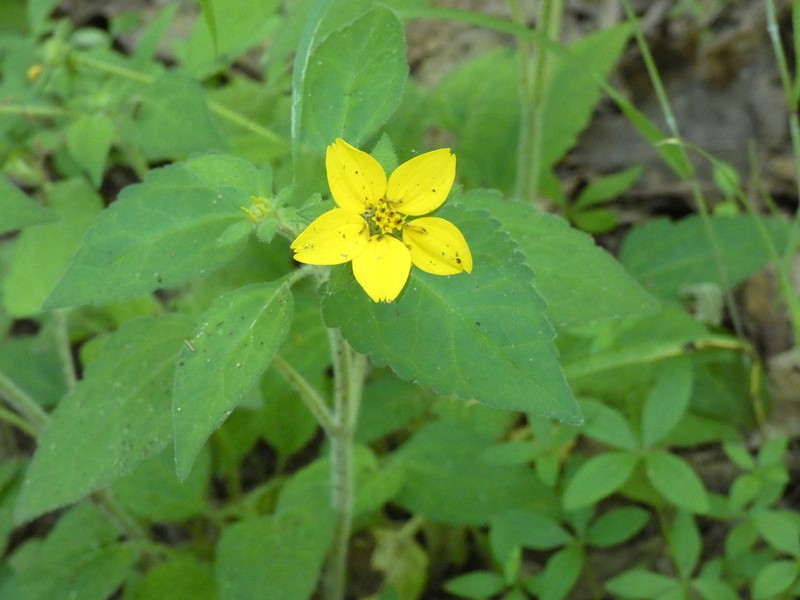 Green And Gold photo 3