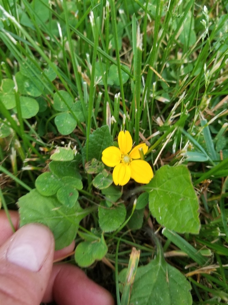 Green And Gold photo 4