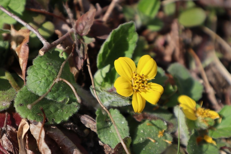 Green And Gold photo 5