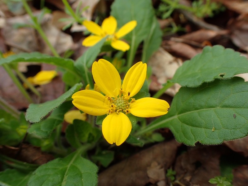 Green And Gold photo 6
