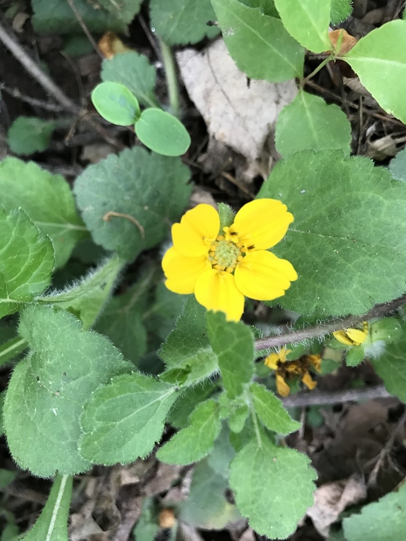 Green And Gold photo 7