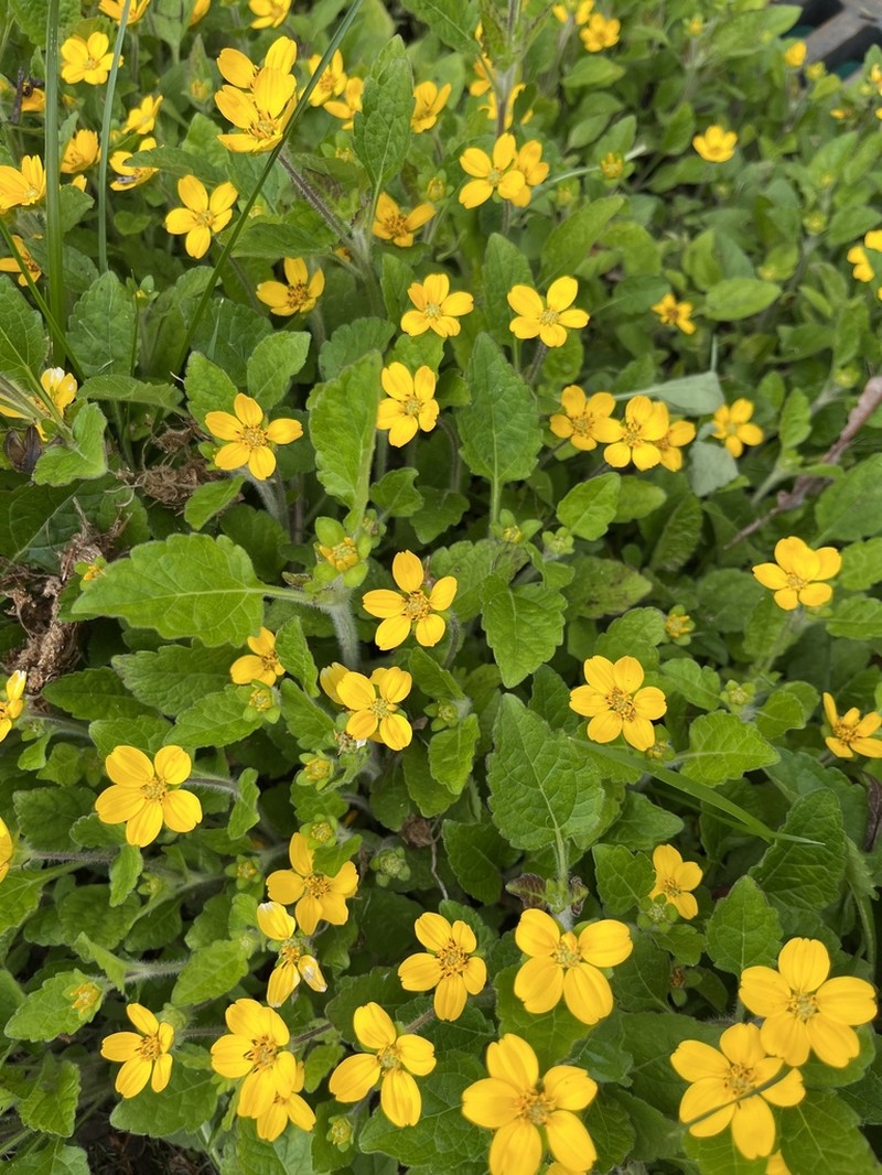 Green And Gold photo 8
