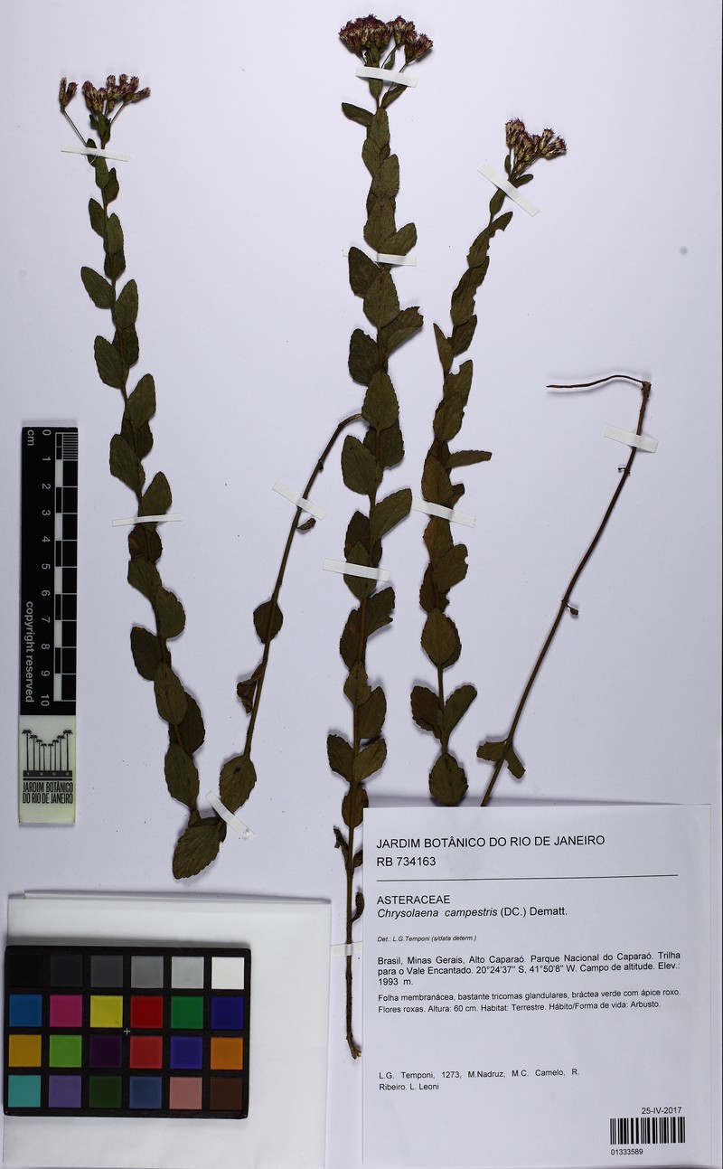 Chrysolaena campestris