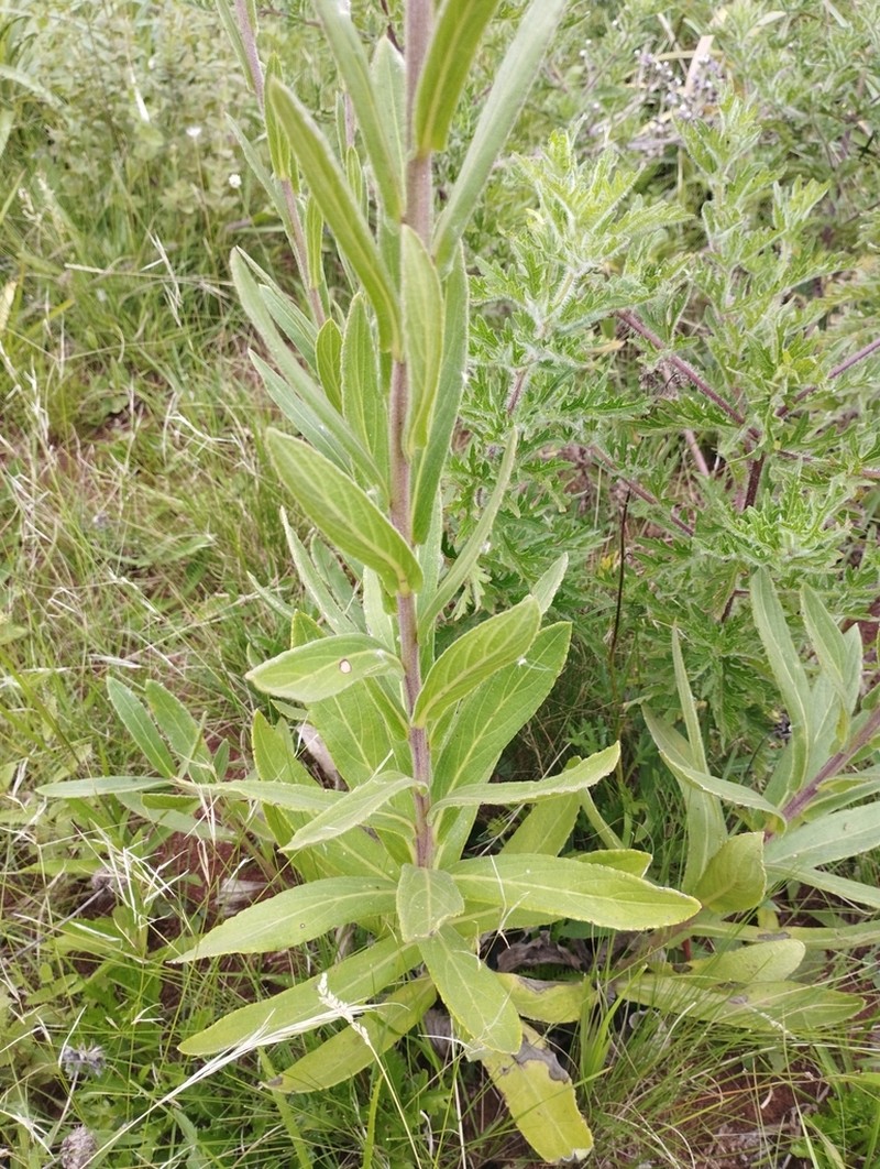 Chrysolaena cognata photo 3