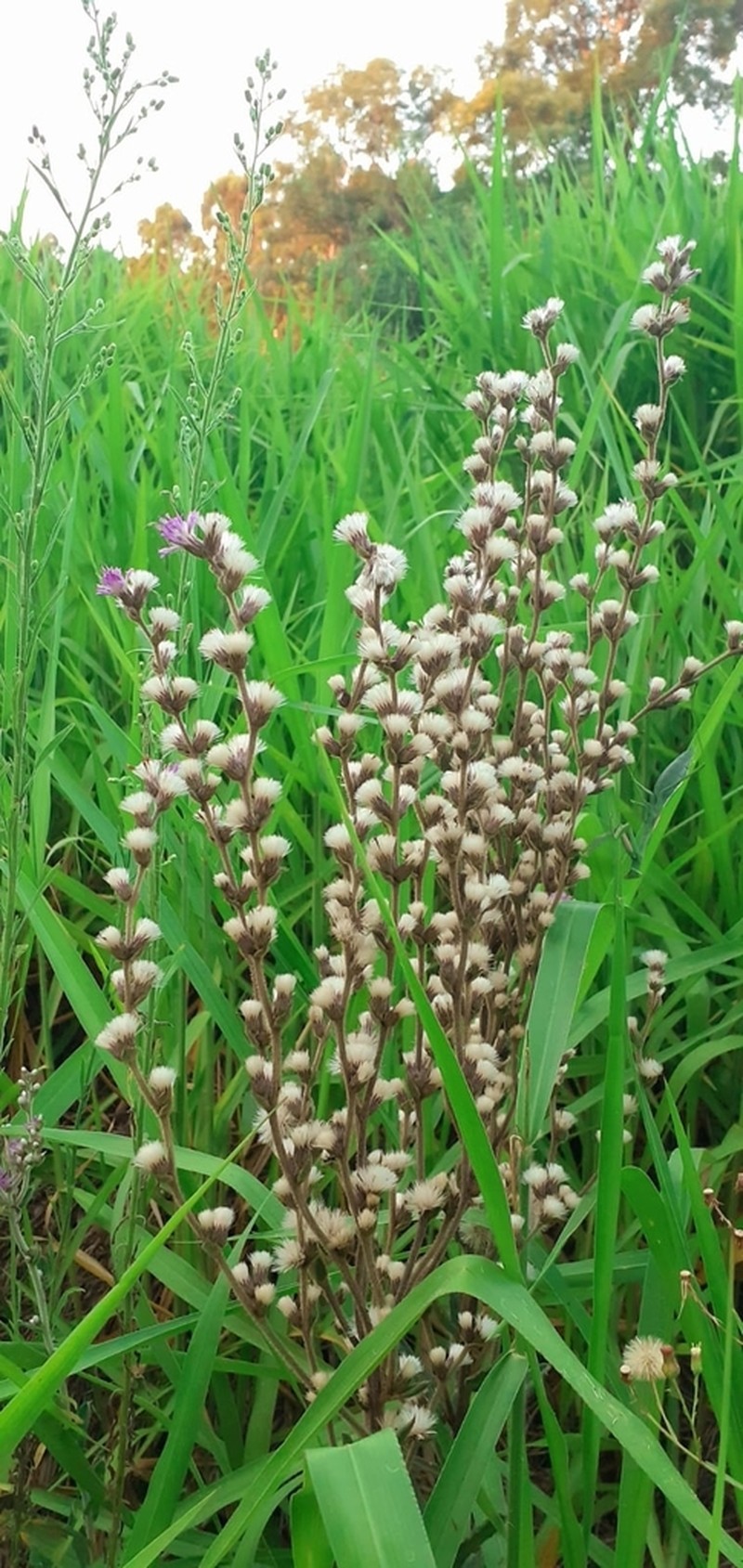 Chrysolaena cognata photo 5