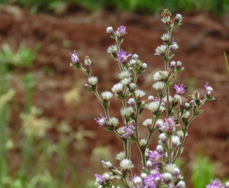 Chrysolaena cognata photo 6