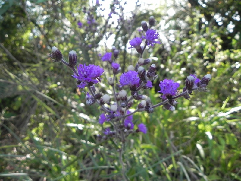 Chrysolaena cognata photo 7