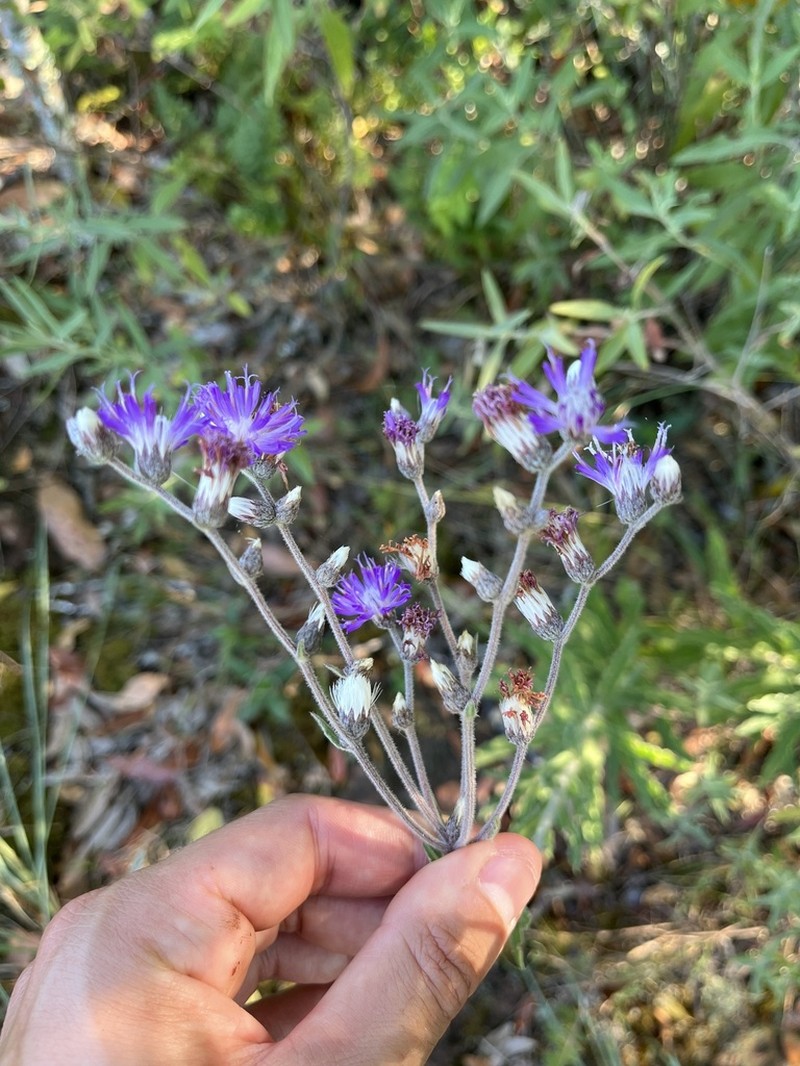 Chrysolaena cognata photo 8