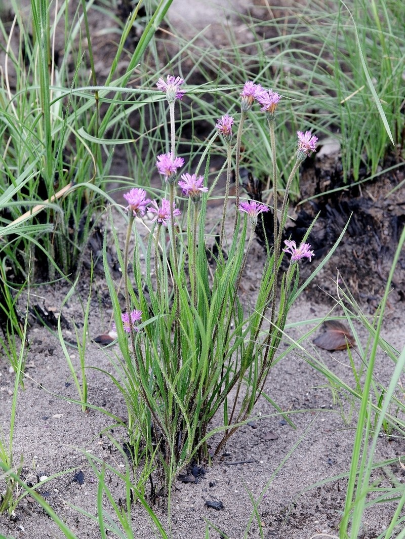 Chrysolaena desertorum
