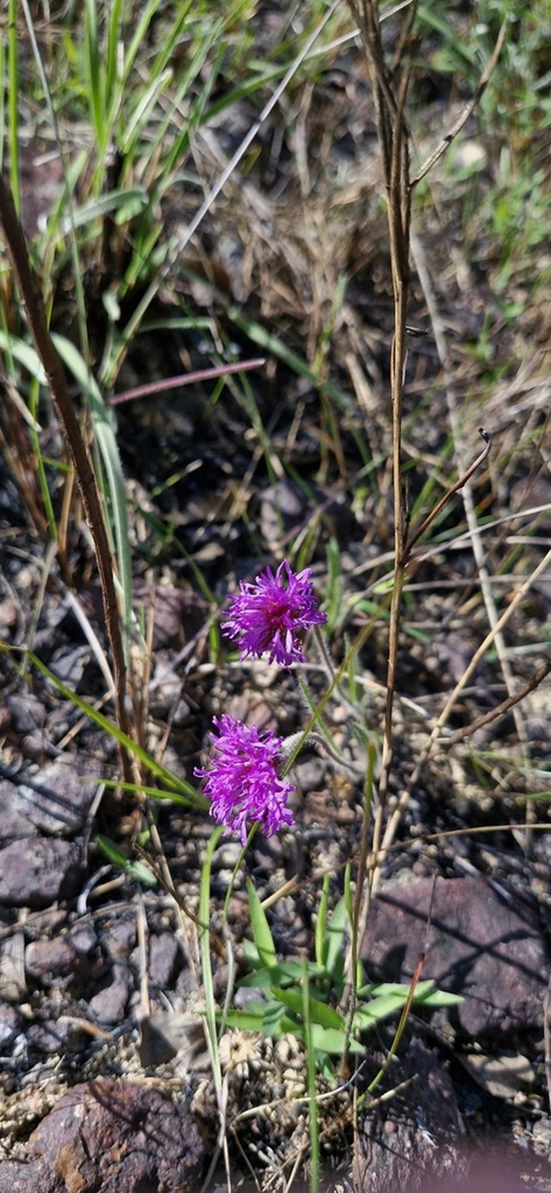 Chrysolaena desertorum photo 2