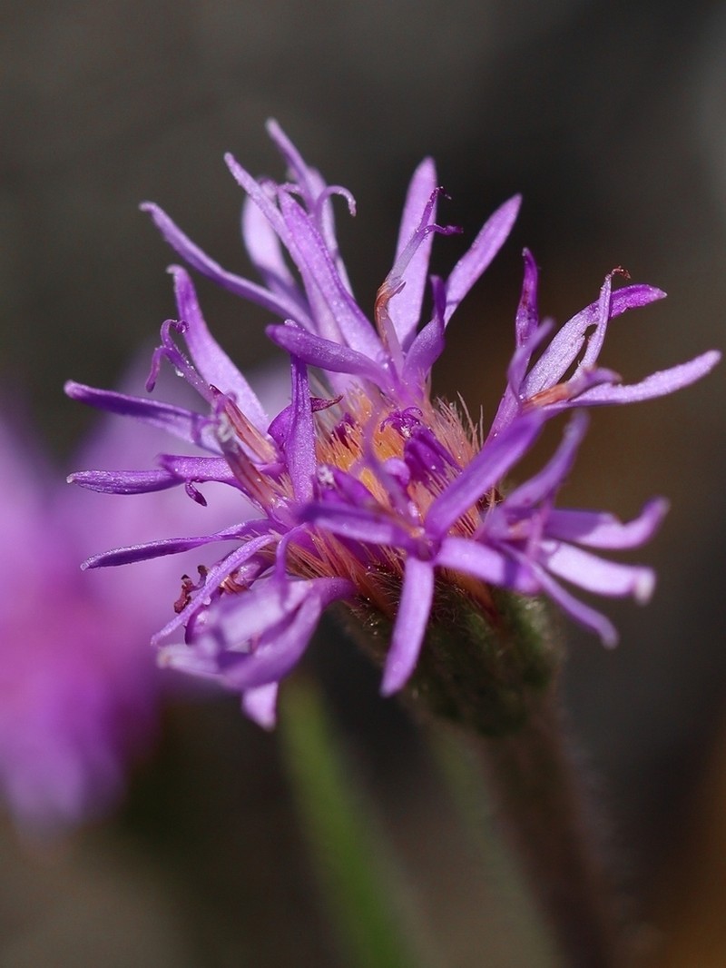 Chrysolaena desertorum photo 3