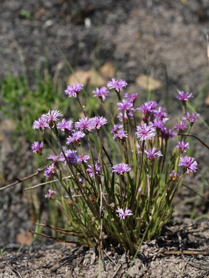 Chrysolaena desertorum photo 4