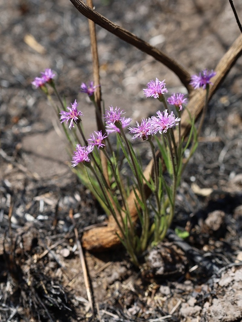 Chrysolaena desertorum photo 5