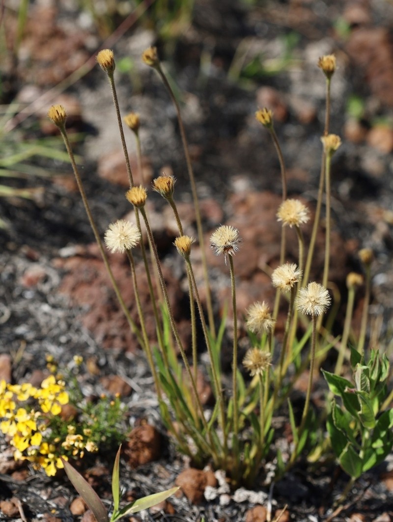 Chrysolaena desertorum photo 6