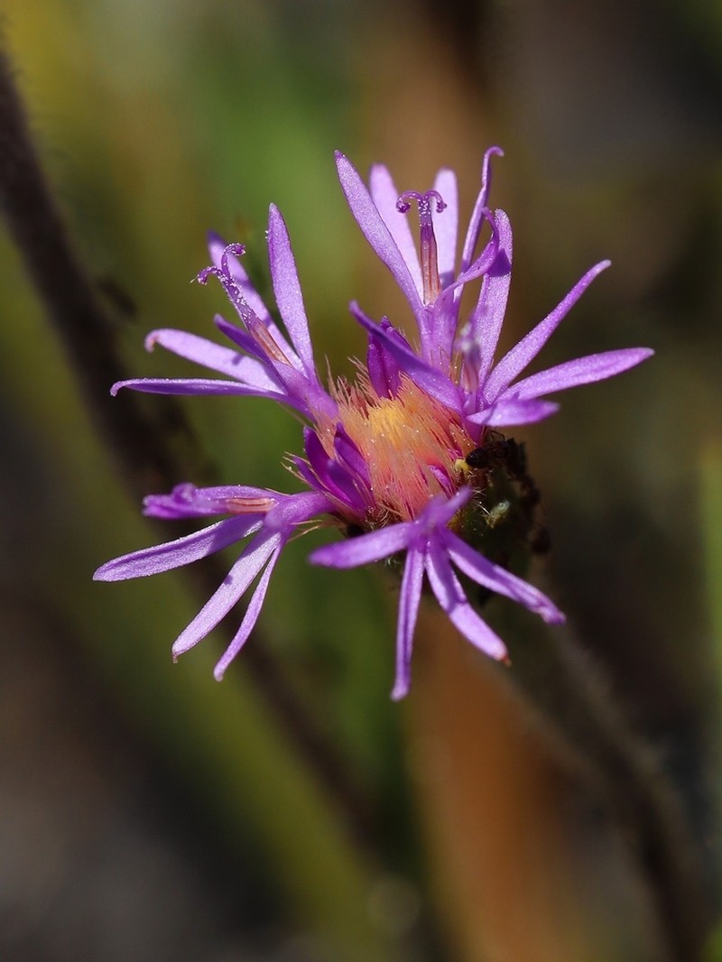 Chrysolaena desertorum photo 8