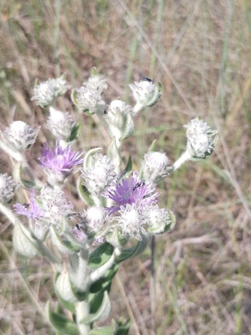 Chrysolaena dusenii